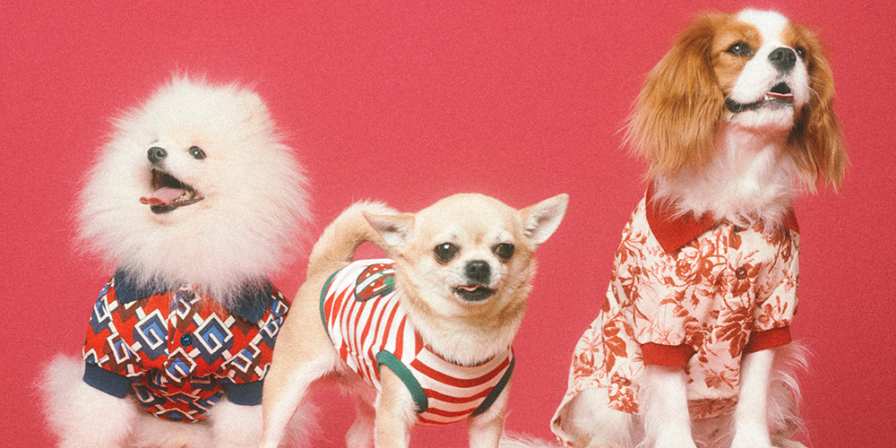 Gucci - Designer Dog Set, Harness + Leash + Collar - Pet Supply Mafia