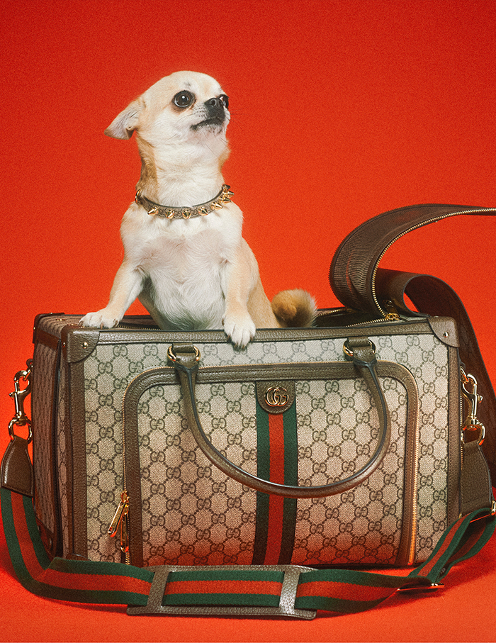 Gucci's new pet collection includes clothes and accessories