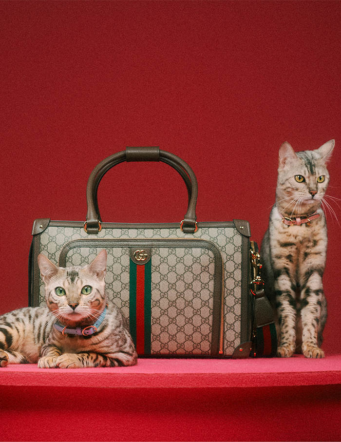 What s cuter than pets Pets in the Gucci Pet Collection ELLE DECOR