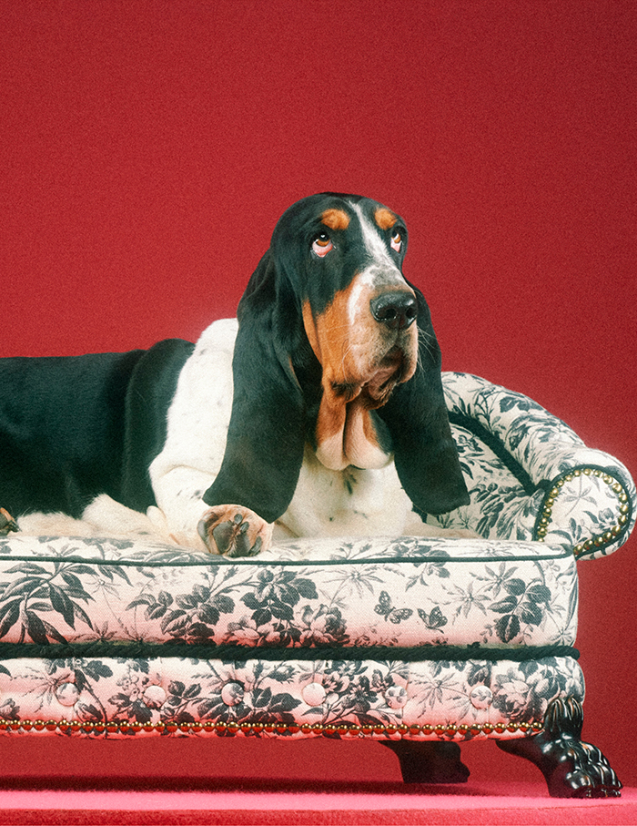 The new GUCCI PET COLLECTION photographed by Jana GERBERDING c/o