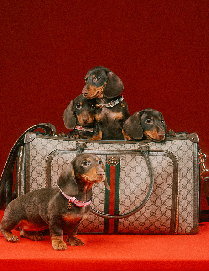 Gucci styles the pet empire with its latest pet collection