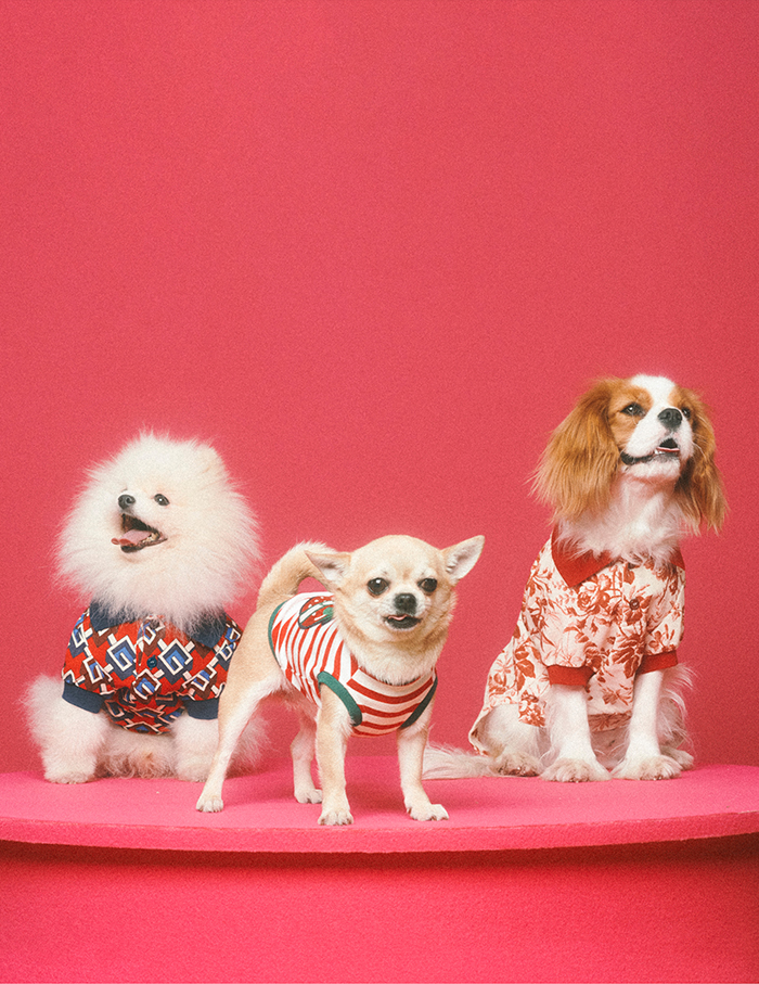 Gucci Pet Collection Is Introduced – WWD