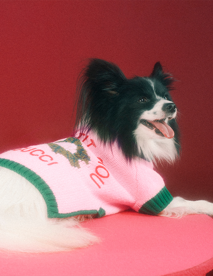 Gucci styles the pet empire with its latest pet collection