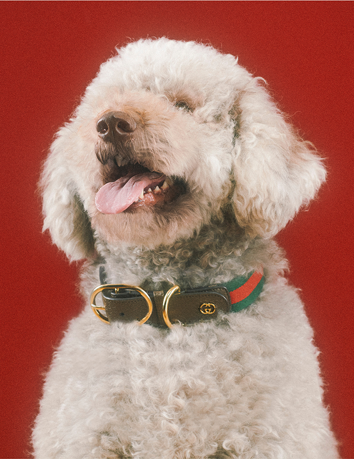 The Gucci Pet Collection Is Every Home Decor-Loving Pet Parent's Dream