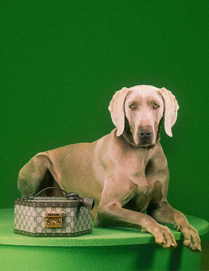 Gucci Pet Collection Is Introduced – WWD