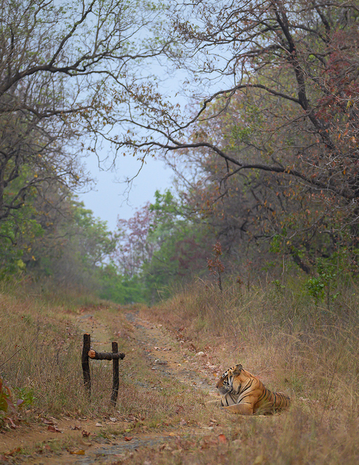 Tiger sightings at Bori Safari